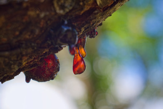 Tree resin is dripping from a branch.