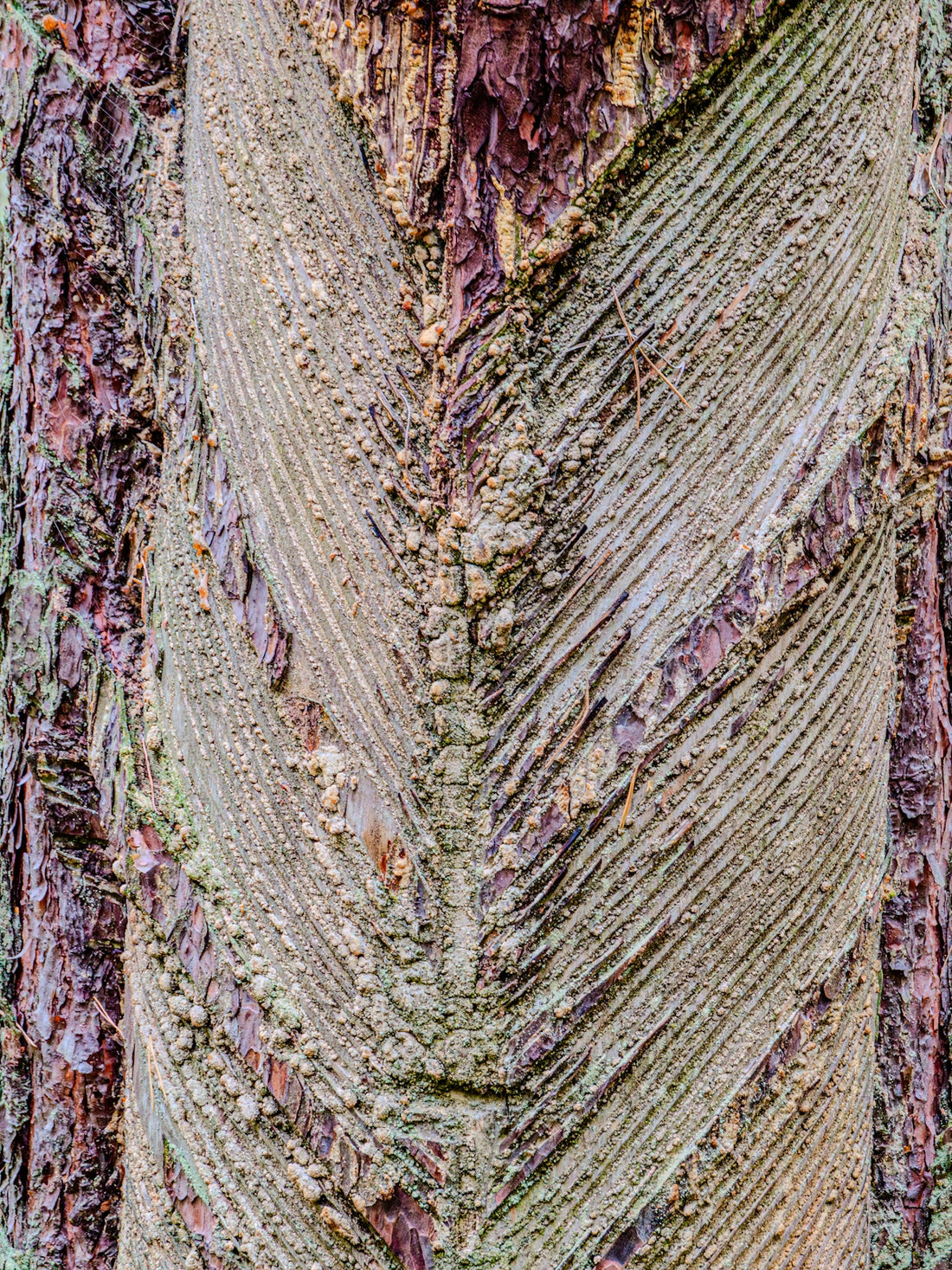 Close up of textured tree bark with resin patterns.
