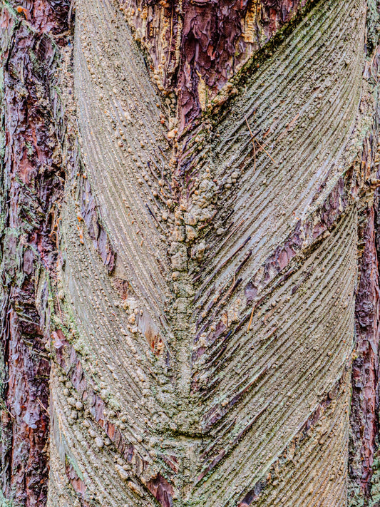 Close up of textured tree bark with resin patterns.